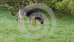 Huntaway at Work on Spring Morning 21