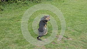 Huntaway at Work on Spring Morning 18