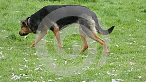 Huntaway at Work on Spring Morning 11