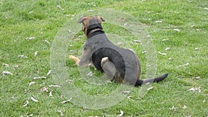 Huntaway at Work on Spring Morning 8