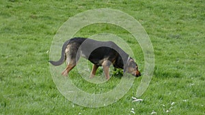 Huntaway at Work on Spring Morning 6