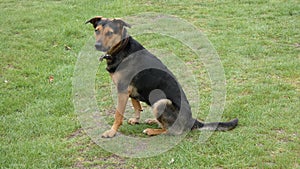 Huntaway at Work on Spring Morning