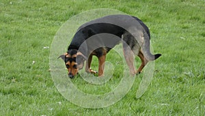 Huntaway at Work on Spring Morning