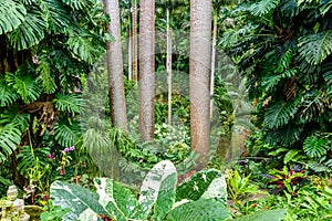 HunteÂ´s Botanical Garden on the Caribbean island of Barbados. I