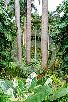 HunteÂ´s Botanical Garden on the Caribbean island of Barbados. I