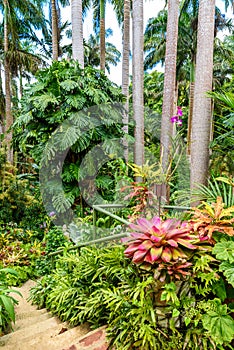 HunteÃÂ´s Botanical Garden on the Caribbean island of Barbados. It is a paradise destination with a white sand beach and turquoiuse photo