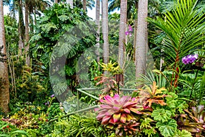 HunteÃÂ´s Botanical Garden on the Caribbean island of Barbados. It is a paradise destination with a white sand beach and turquoiuse photo