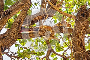 Hunted puku on top of the tree, bottom view