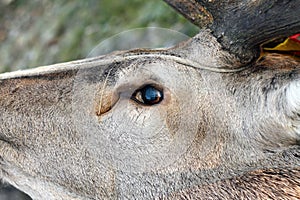 Hunted red deer eye detail