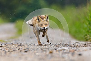 Hunter in action. Red fox, Vulpes vulpes, running on dirt road in meadows and splashing water drops around. Fox with soaked fur