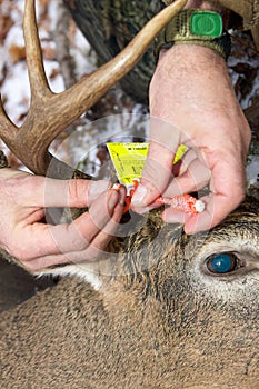 Hunter applying a deer hunting quota tag