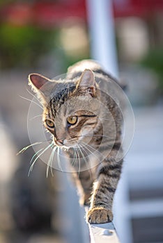 Hunter Cat Prowling on Garden Gate