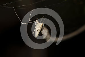 Hunter comb footed spider, Rhomphaea rostrata, Satara, Maharashtra