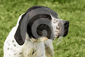Hunter dog animal portrait