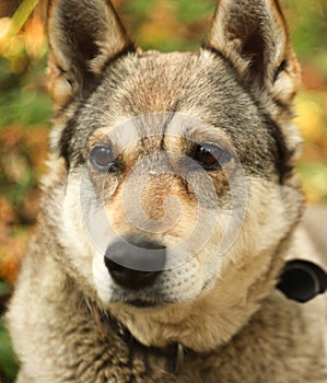 Hunter dog in the autumn forest