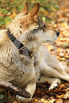 Hunter dog in the autumn forest