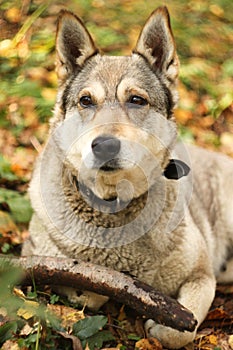 Hunter dog in the autumn forest