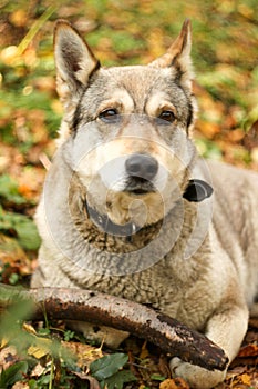 Hunter dog in the autumn forest