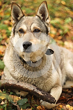 Hunter dog in the autumn forest
