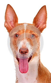 Hunter dog with big raised ears