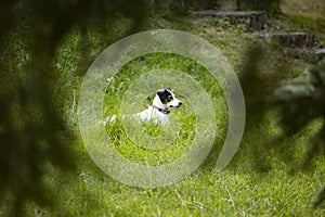 Hunter dog in forest