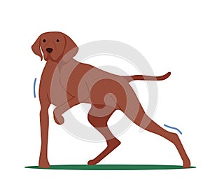 Hunter Dog Stand with Raised Paw Front View, Pointer with Brown Fur Hunting, Point on Prey, Smell Wild Animal in Forest