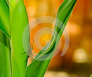 Hunter golden yellow head spider animal on green leaf in thailand. Furry small insect  eight legs