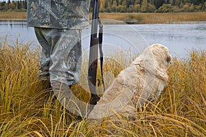 A hunter with a gun and a dog. Autumn duck hunting. Golden Retriever