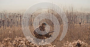 Hunter in hunting equipment with a rifle in his hand sneaks through the bush in the field. Sunrise light and foggy landscape