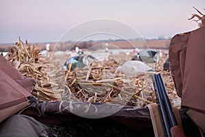 Hunter looking out of a hide at decoy waterfowl