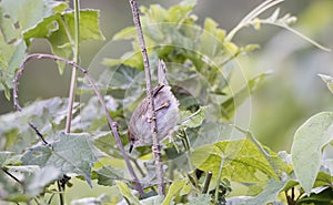 Hunter`s Cisticola Cisticola hunteri on a Branch