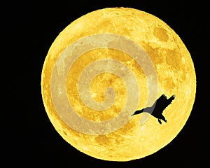 Hunter's Moon with Landing Duck Silhoutte