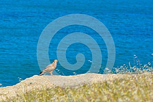 Hunter on sea shore