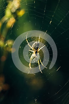 hunter spider in the center of the spider web in the forest on a dark background