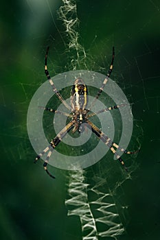 hunter spider in the center of the spider web in the forest on a dark background