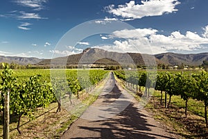 Hunter Valley vineyards