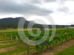 Hunter valley vineyards