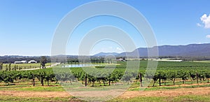 Hunter Valley Vineyards and Broken Back Range