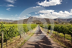 Hunter Valley vineyards photo