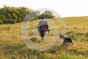 Hunters with a gun and german drathaar. Pigeon hunting with dogs.s