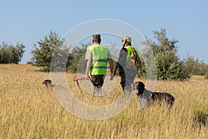 Hunters with a gun and german drathaar. Pigeon hunting with dogs.s