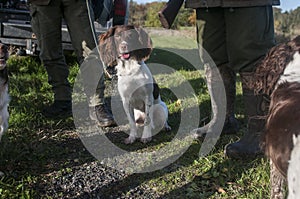 Hunters and hunting dogs relax efter hunt