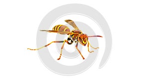 Hunters Little Paper Wasp - Polistes dorsalis dorsalis - front profile view facing camera with extreme detail. Isolated on white