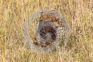 Hunters from Masai Mara. Cheetah after a meal. Kenya, Africa