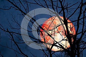 Hunters Moon floats on the sky in the shadow of the hands of dried branches and leaves in the forest