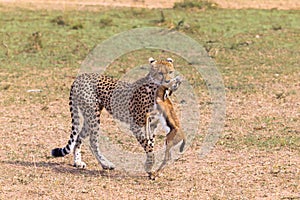 Hunters of savanna. Cheetah. Kenya