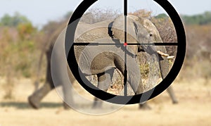 Hunting: African elephant in it`s natural habitat