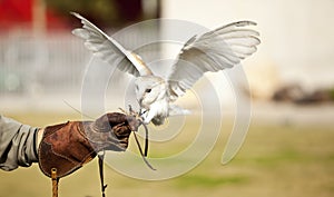 Hunting barn owl