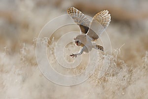 Hunting Barn Owl in morning nice light