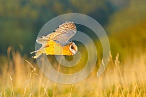 Hunting Barn Owl in morning nice light. Wildlife scene from wild nature. Morning light image with owl. Flying bird above the meado photo